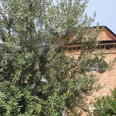 L’albero della pace pieno di olive nel centenario di Angioletto Castiglioni