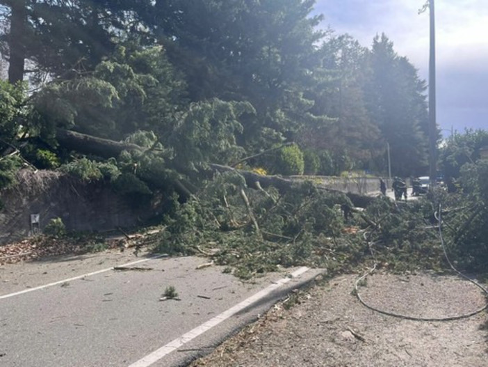 Il grosso albero caduto in via Caracciolo a Varese