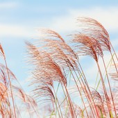 Oggi arriva il vento e fa salire le temperature. Bel tempo fino a sabato, domenica peggioramento con neve oltre 700 metri