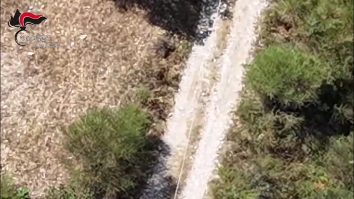 Piromane in azione in un campo a Morano Calabro, le immagini dall'alto