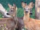 Belluno, liberati tre cuccioli di capriolo diventati fratelli dopo le cure Belluno, liberati tre cuccioli di capriolo diventati fratelli dopo le cure