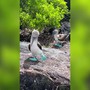 Un pennuto con le zampe azzurre fosforescenti, sembra Ai ma è la natura Un pennuto con le zampe azzurre fosforescenti, sembra Ai ma è la natura