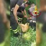 Capriolo cade in un canale a Udine, il salvataggio dei vigili del fuoco