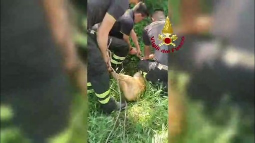 Capriolo cade in un canale a Udine, il salvataggio dei vigili del fuoco Capriolo cade in un canale a Udine, il salvataggio dei vigili del fuoco