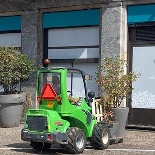 Gallarate più verde e curata: nuovi alberi in centro. I &quot;vasoni&quot; traslocano nei quartieri