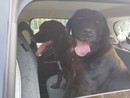 Due cani vagano per la strada. Li salva la Polizia locale di Busto