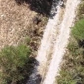 Piromane in azione in un campo a Morano Calabro, le immagini dall'alto