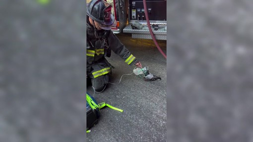 Un piccione con la maschera per l'ossigeno, il soccorso dei Vigili del Fuoco Un piccione con la maschera per l'ossigeno, il soccorso dei Vigili del Fuoco