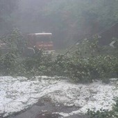 Maltempo in Lombardia, vigili del fuoco ancora in azione per alberi pericolanti, allagamenti e dissesti. Soprattutto a Milano Maltempo in Lombardia, vigili del fuoco ancora in azione per alberi pericolanti, allagamenti e dissesti. Soprattutto a Milano
