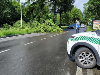 Albero caduto al principio di viale Gabardi, dopo la rotonda a 8 Albero caduto al principio di viale Gabardi, dopo la rotonda a 8