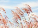 In arrivo vento forte fino in pianura. Temperature minime a quota 10, massime attorno a 20 gradi