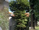 Sfalci e potature, la protesta in viale Lombardia