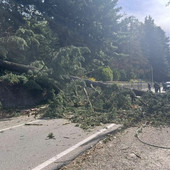 Il grosso albero caduto in via Caracciolo a Varese
