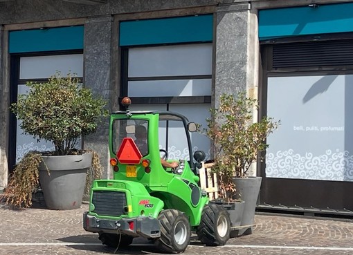 Gallarate più verde e curata: nuovi alberi in centro. I &quot;vasoni&quot; traslocano nei quartieri