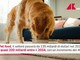 Pet food, previsto boom nel 2034: crescita 48% e 200 miliardi Pet food, previsto boom nel 2034: crescita 48% e 200 miliardi