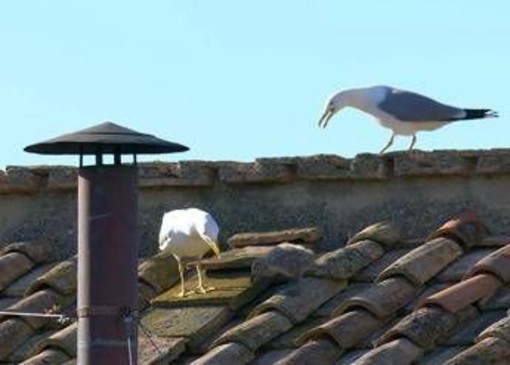 Fumata bianca e nuovo Papa, i gabbiani 'portafortuna'