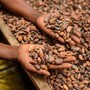 Alimenti, Icam presenta bilancio di sostenibilità 2025: la filiera del cacao che crea valore Alimenti, Icam presenta bilancio di sostenibilità 2025: la filiera del cacao che crea valore