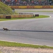 Formula 1, 'invasione di campo' in Olanda. Leclerc: &quot;C'è una volpe in pista&quot;