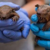 Lebbra, casi in aumento in Florida e l'armadillo torna sotto i riflettori
