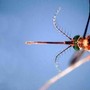 West Nile, Asl Teramo registra primo caso 2026 in Abruzzo: 85enne in buone condizioni West Nile, Asl Teramo registra primo caso 2026 in Abruzzo: 85enne in buone condizioni