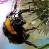 Morto dopo la puntura di un calabrone, cosa fare subito: cosa dice l'allergologa