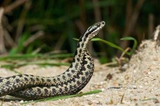 Morso di vipera, cosa fare? &quot;Calma primo antidoto per non diffondere il veleno&quot;