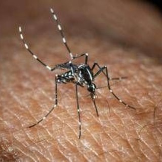 West Nile, Bassetti: &quot;Non è finita, avremo casi fino a ottobre&quot;