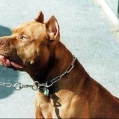 Pitbull azzanna una donna, il veterinario Coccìa: "La razza non c'entra, dipende dal padrone"