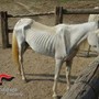 Asti, 12 cavalli denutriti salvati da allevamento e trasferiti nel varesotto