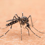 Nel Lazio primi 2 casi autoctoni di West Nile, oggi cabina di regia in Regione