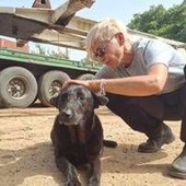 Libano, anche gli animali sotto le bombe: volontari pronti a sfidare gli attacchi per salvarli