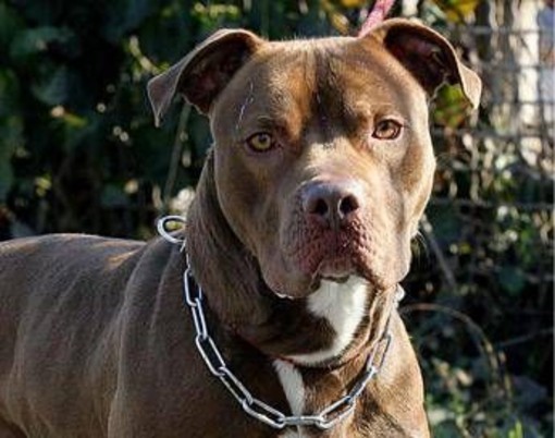 Bari, bimba di 2 anni aggredita e ferita al volto da pitbull del vicino