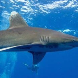 Australia, squalo di 4,5 metri attacca un sub: tragedia al largo di Albany