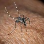 West Nile, Bassetti: &quot;Non è finita, avremo casi fino a ottobre&quot;