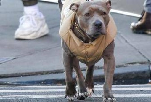 Milano, carabinieri provano ad arrestare un 69enne ma il suo pittbull non ci sta e azzanna