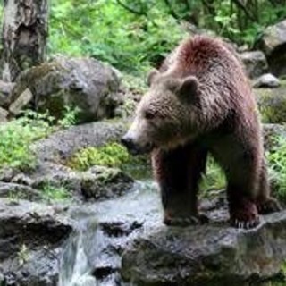 Orsi all'attacco in Giappone, dopo 12 morti e 100 feriti arriva l'esercito Orsi all'attacco in Giappone, dopo 12 morti e 100 feriti arriva l'esercito