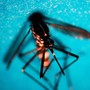 «La situazione è sotto controllo»: due casi di West Nile in Lombardia