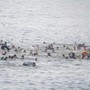 Migranti a Ceuta, Ue: "Solidali con la Spagna e cordoglio per le vittime"