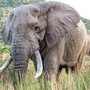 Uganda, scontro tra minibus ed elefante in parco nazionale: 3 morti