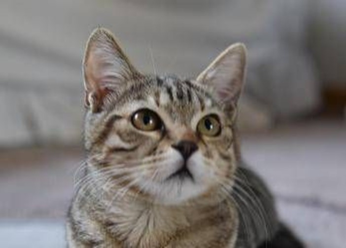 Dà fuoco a un gatto e lo cucina, orrore a La Spezia Dà fuoco a un gatto e lo cucina, orrore a La Spezia