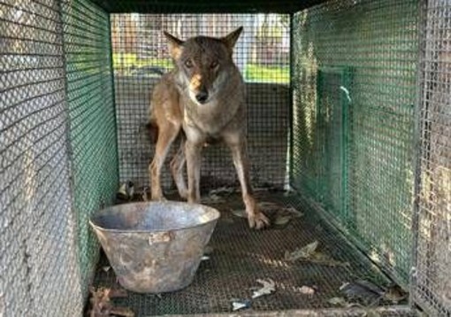 Traffico di droga a Foggia, trovato anche un lupo chiuso in gabbia -Video