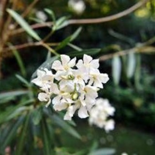 Oleandri, anche il fumo è killer: il caso di 76 bovini morti Oleandri, anche il fumo è killer: il caso di 76 bovini morti