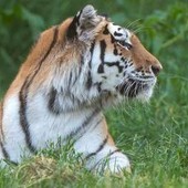Scavalca il recinto e viene sbranato da una tigre allo zoo: tragedia nello Yorkshire Scavalca il recinto e viene sbranato da una tigre allo zoo: tragedia nello Yorkshire