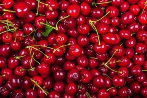 La ciliegia e le qualità 'nascoste', Calabrese: "Anche il gambo fa bene"