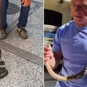 Kennedy ancora a caccia di serpenti, stavolta non viene morso Kennedy ancora a caccia di serpenti, stavolta non viene morso