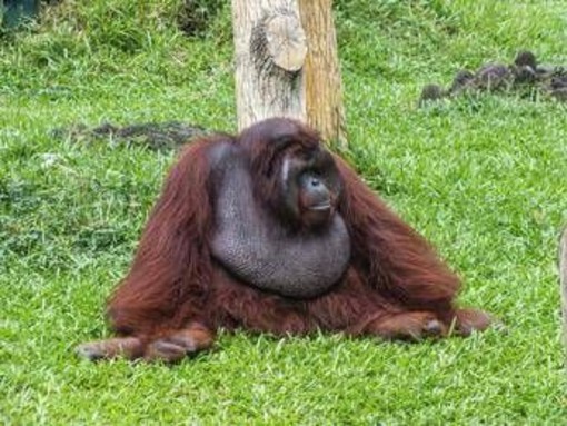 Scimpanzé e alcol, confermata l'ipotesi della 'scimmia ubriaca': tracce di etanolo nelle urine