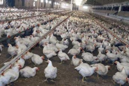Meglio il pollo con pelle bianca o gialla? L'allevatore sfata un falso mito