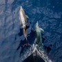 A delfini status legale esseri umani per difenderli meglio, la campagna in Corea del Sud