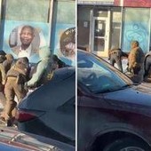 Minneapolis, il capo della polizia: "Agente Ice ha ucciso un uomo"