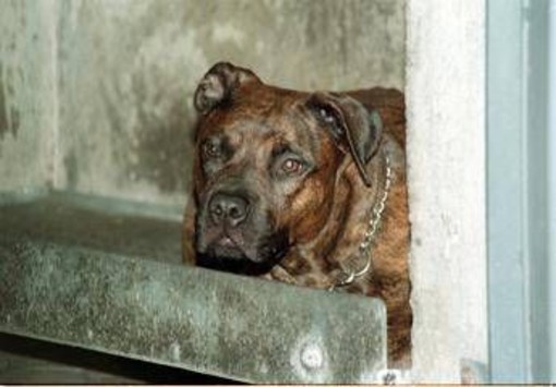 Salerno, bimbo di 13 mesi azzannato dal pitbull in casa Salerno, bimbo di 13 mesi azzannato dal pitbull in casa